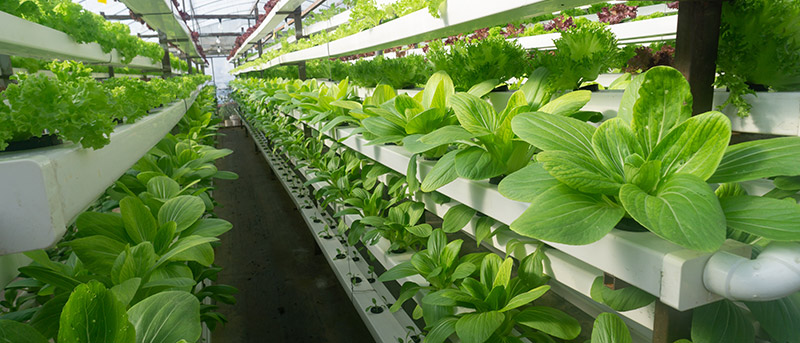 Vertical Farming & Indoor Gardening con idrocoltura-Trotec